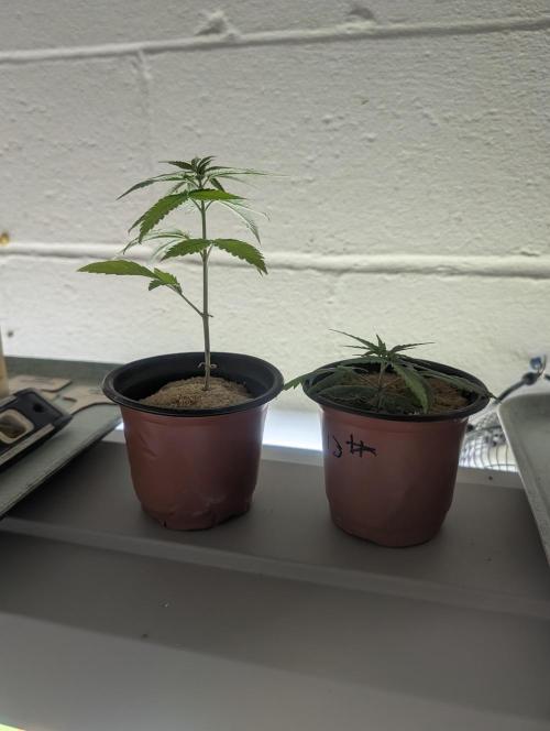 Mr. Haney screen of green. Week 4 - The tallest plant