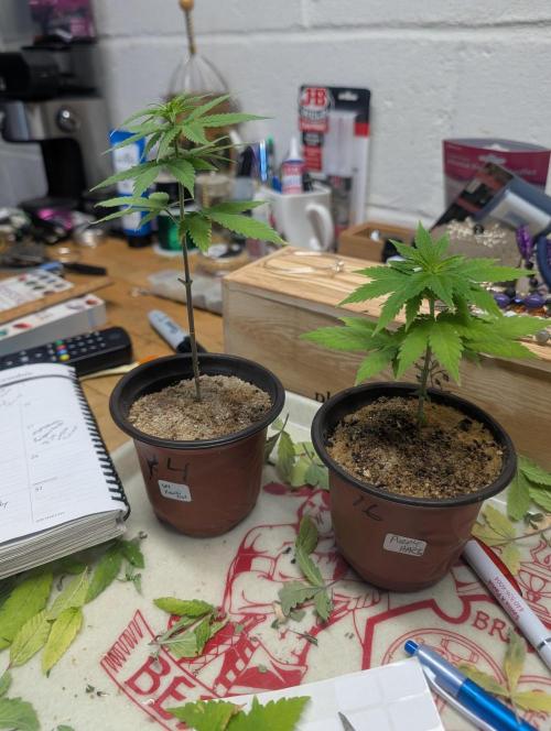 Mr. Haney screen of green. Week 6