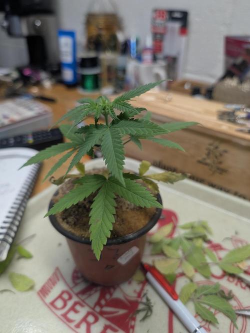 Mr. Haney screen of green. Week 6