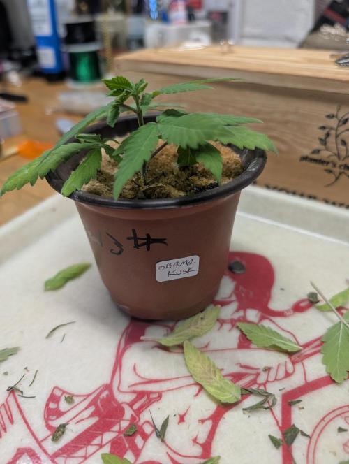 Mr. Haney screen of green. Week 6