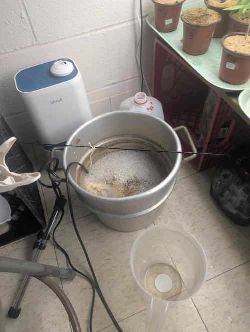 Mr. Haney screen of green. Week 7 - First batch of tea with my special sauce. My own Gaia green