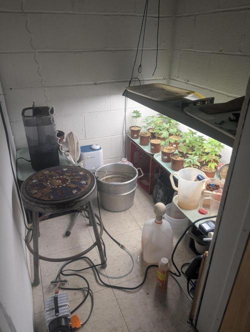 Mr. Haney screen of green. Week 7 - Going to transplant 1 to 2 weeks. Not sure the light schedule. I think I'm going