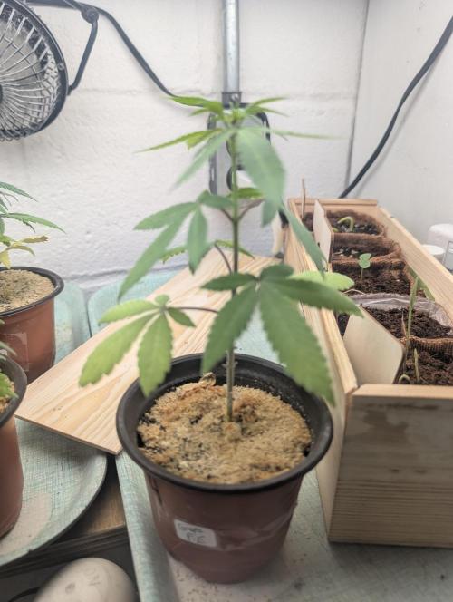 Mr. Haney screen of green. Week 7 - Always keep me a jug of Epsom salt hit that maybe every 3 weeks week batch