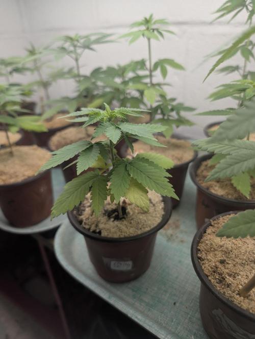 Mr. Haney screen of green. Week 7 - Trying to get ready to transplant but I had some plumbing problems must wait 