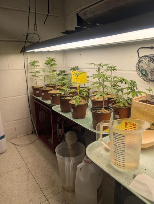 Mr. Haney screen of green. Week 7 - I'll be transplanting right into Ocean Forest with a few of my little treats