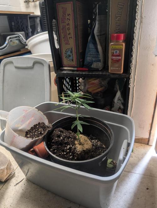 Mr. Haney screen of green. Week 8 - Located two more males got rid of their asses. Now I'm starting to transplant us