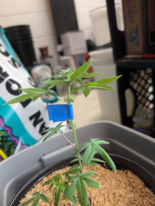 Mr. Haney screen of green. Week 8 - Transplanting the girls in the ocean for us sprinkling the roots with great whit