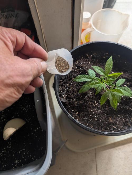 Mr. Haney screen of green. Week 9