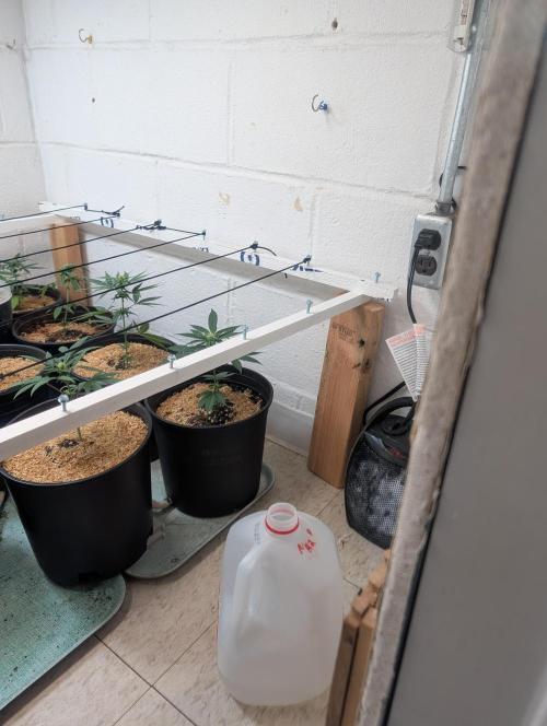 Mr. Haney screen of green. Week 9