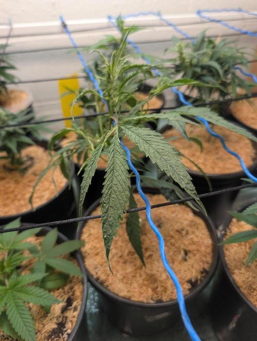 Mr. Haney screen of green. Week 10