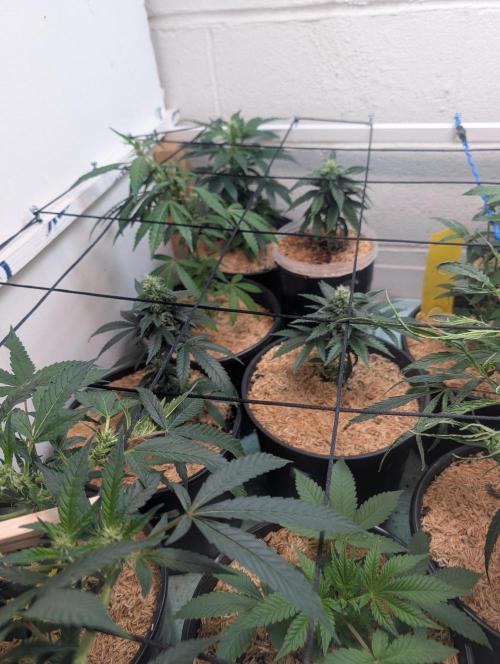 Mr. Haney screen of green. Week 10