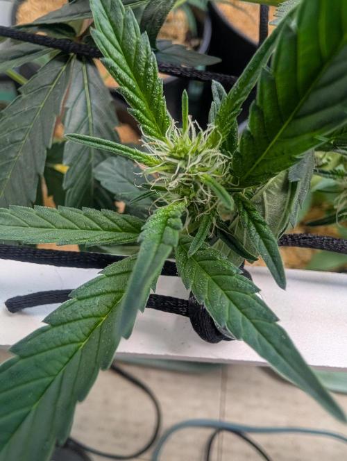 Mr. Haney screen of green. Week 10