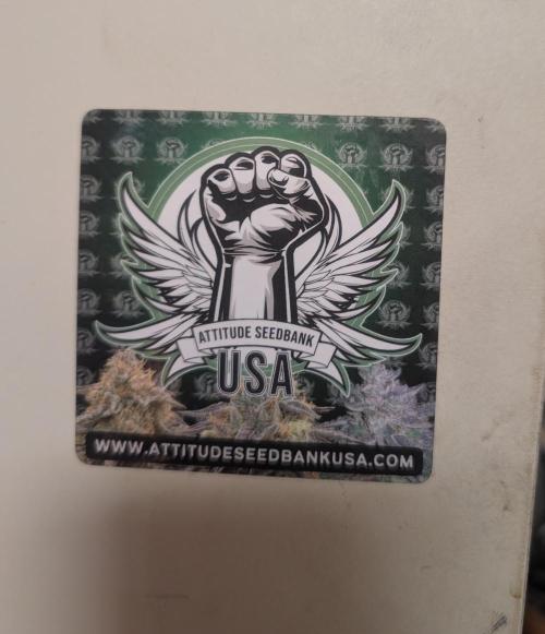 Mr. Haney screen of green. Week 10