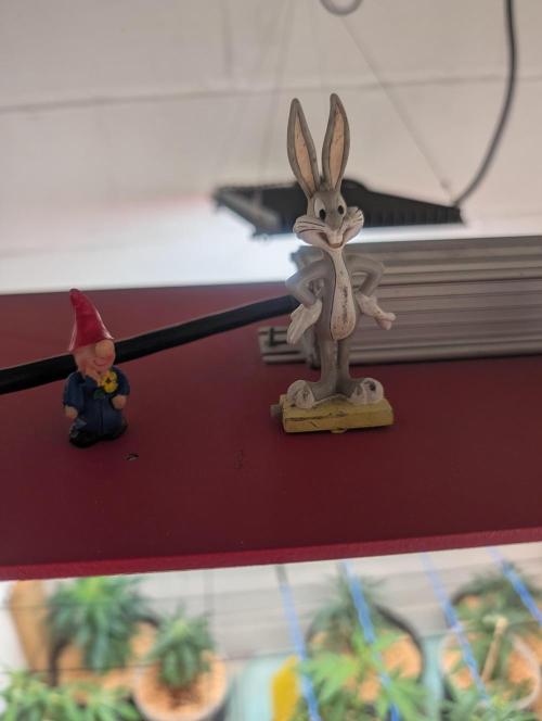 Mr. Haney screen of green. Week 10