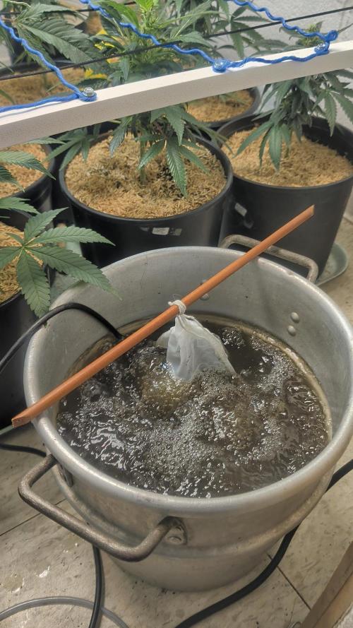 Mr. Haney screen of green. Week 11