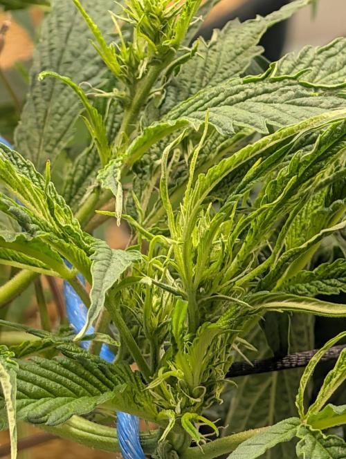 Mr. Haney screen of green. Week 11