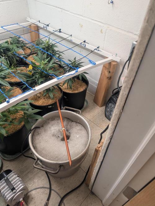 Mr. Haney screen of green. Week 11