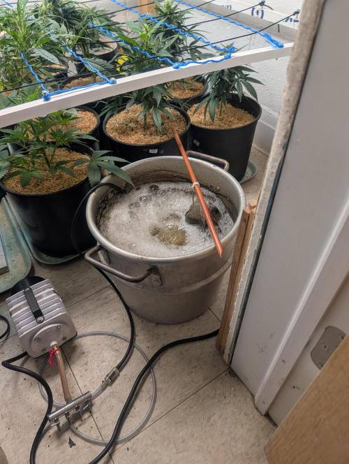 Mr. Haney screen of green. Week 11