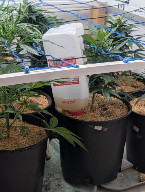 Mr. Haney screen of green. Week 11