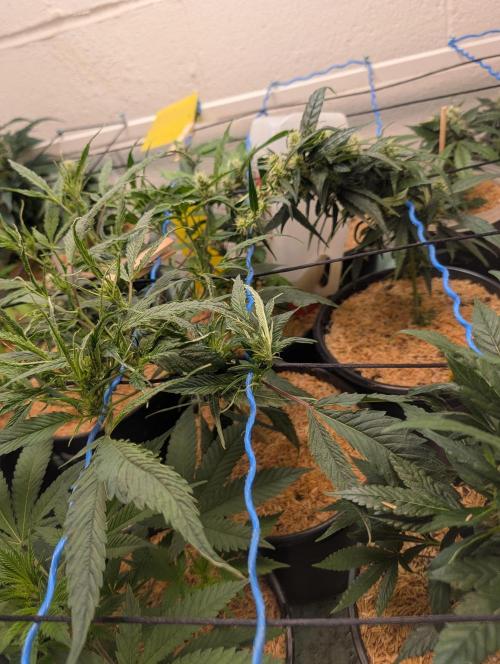 Mr. Haney screen of green. Week 11