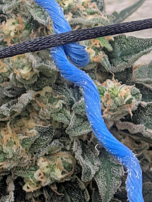 Mr. Haney screen of green. Week 13