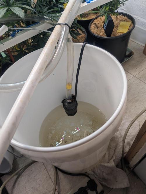 Mr. Haney screen of green. Week 13