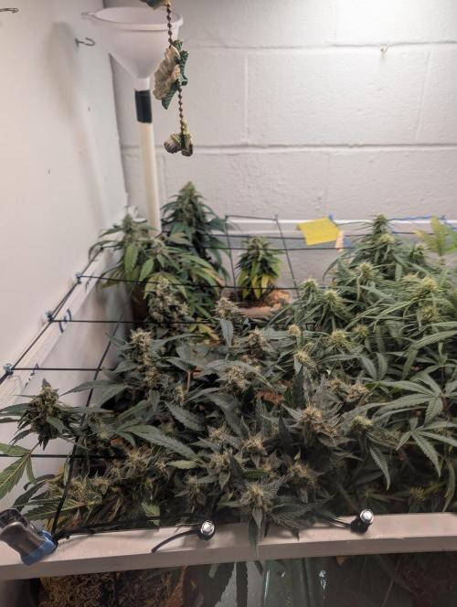 Mr. Haney screen of green. Week 14
