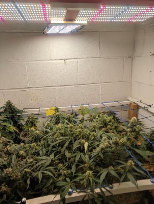Mr. Haney screen of green. Week 14