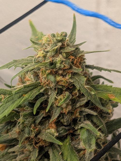 Mr. Haney screen of green. Week 15
