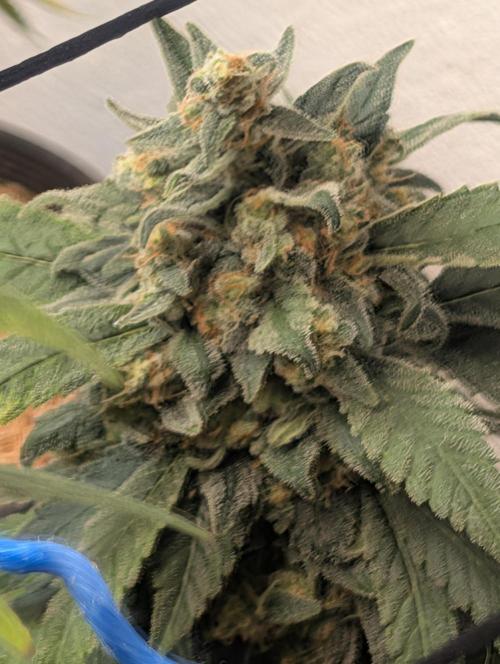 Mr. Haney screen of green. Week 15