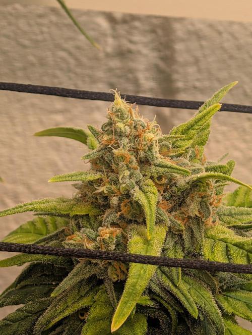 Mr. Haney screen of green. Week 15