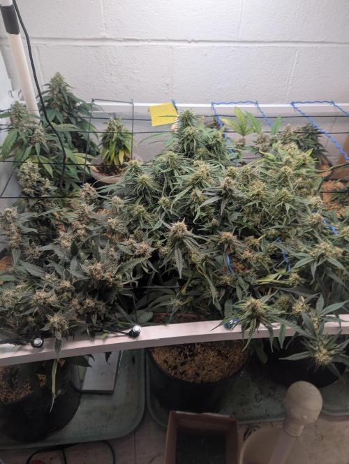 Mr. Haney screen of green. Week 15