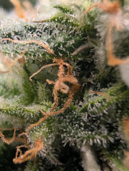 Mr. Haney screen of green. Week 16