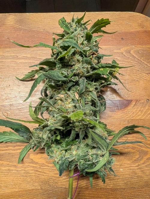 Mr. Haney screen of green. Week 16