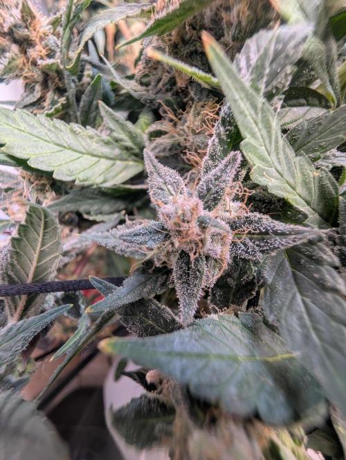 Mr. Haney screen of green. Week 16