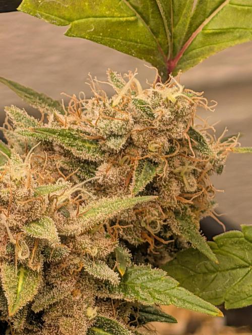 Mr. Haney screen of green. Week 16 - Grape pupil v2