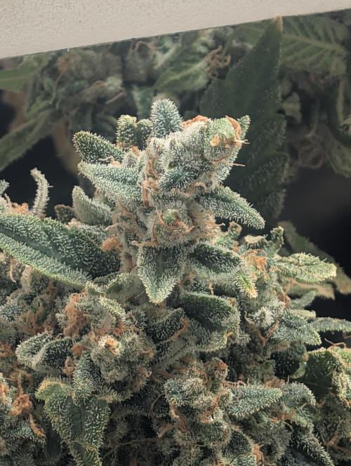 Mr. Haney screen of green. Week 18