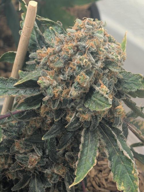 Mr. Haney screen of green. Week 18
