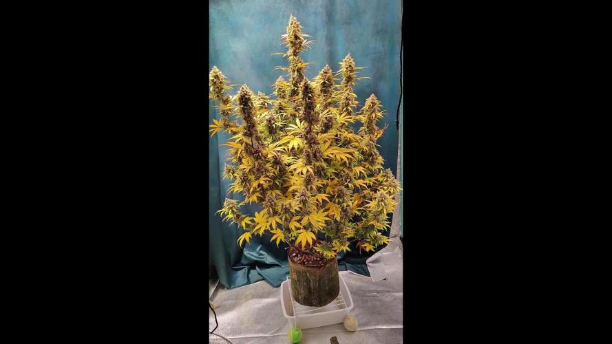 Runtz Auto Eternity Grow Cup 2025