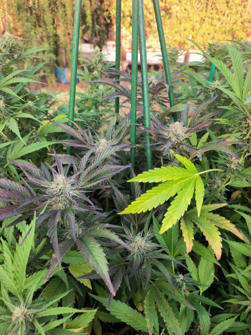 Brothers Grimm Monterey Bay. Week 26 - Oreoz harvested today