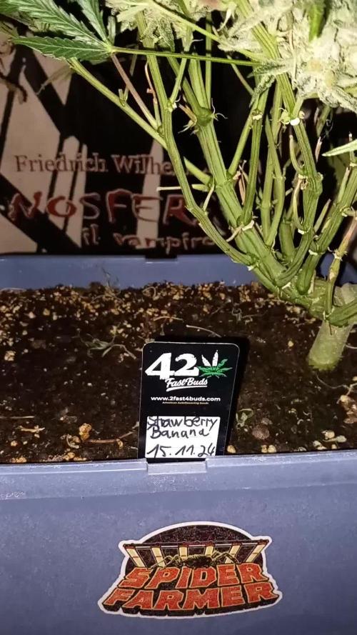 Strawberry Banana FastBuds