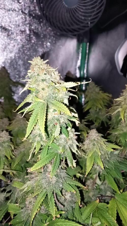 TPB GG4 Sherbet FF
