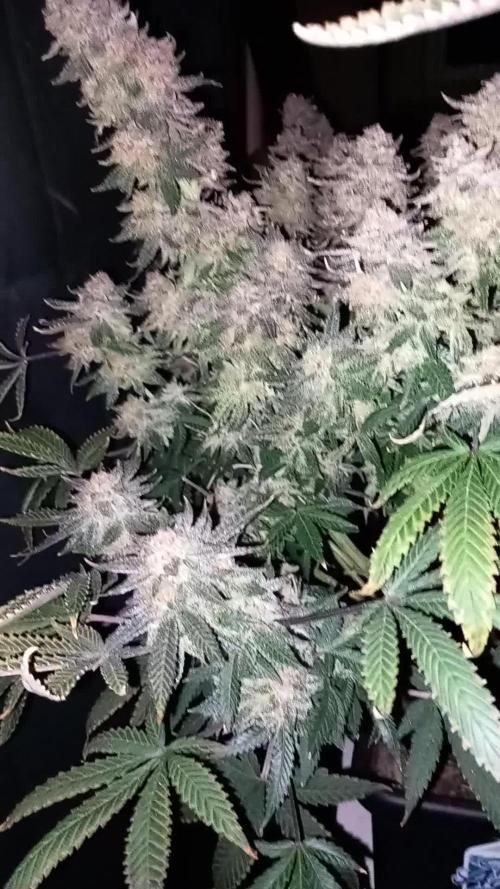 TPB GG4 Sherbet FF