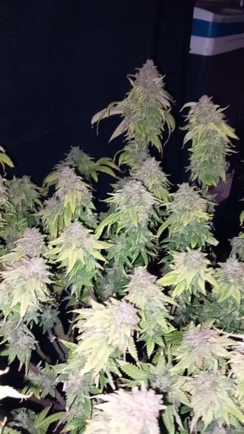 TPB LemonPaya Ltd. Edition