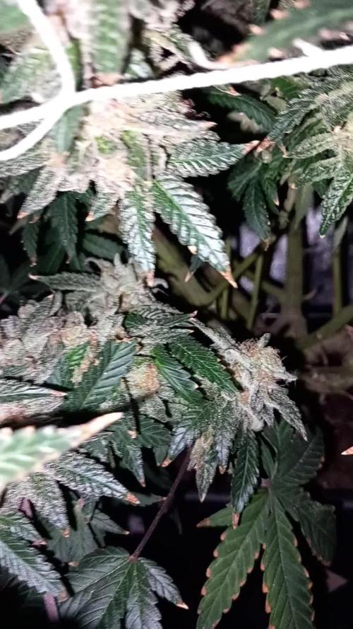 TPB GG4 Sherbet FF
