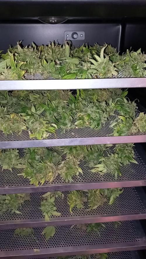 TPB LemonPaya Ltd. Edition