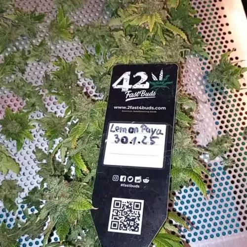 TPB LemonPaya Ltd. Edition