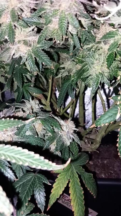 TPB GG4 Sherbet FF