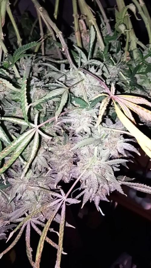 TPB GG4 Sherbet FF