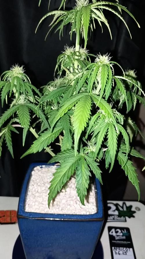 TPB Miki's Apricot Cannabonsai